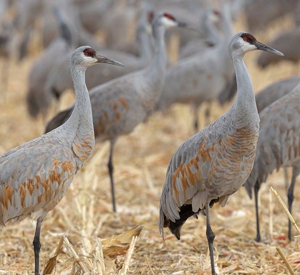 Sandhill Cranes gathered-in the corn fields of Bernardo Wildlife Area-New Mexico
